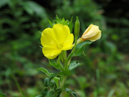 アレチマツヨイグサ