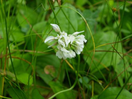 シロツメグサ