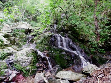 キレンゲショウマ