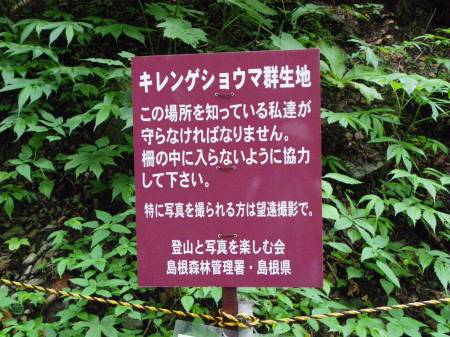 キレンゲショウマ