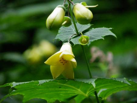 天涯の花、キレンゲショウマ