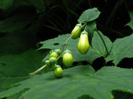 キレンゲショウマ