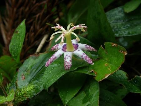 ヤマジノホトトギス