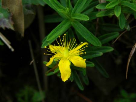 タカネオトギリ