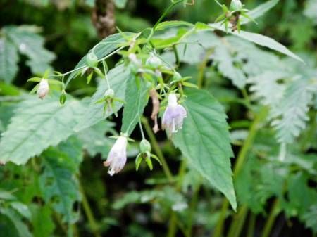 ツリガネニンジン