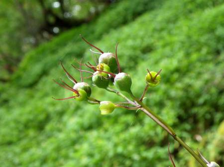 キレンゲショウマ