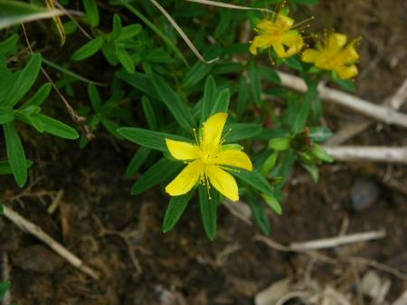 タカネオトギリ