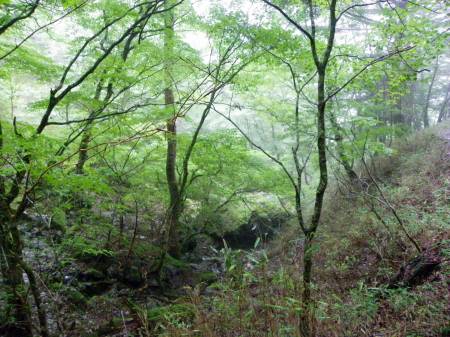 祖谷川源流の谷