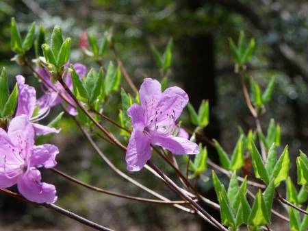 コバノミツバツツジ