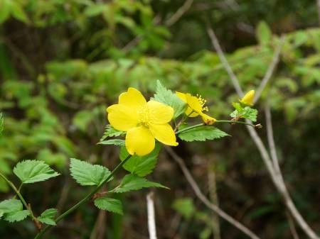 ヤマブキ