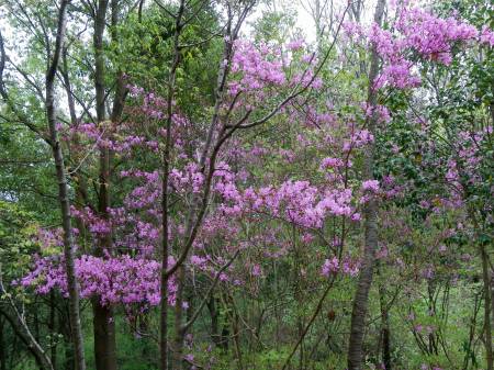 コバノミツバツツジ