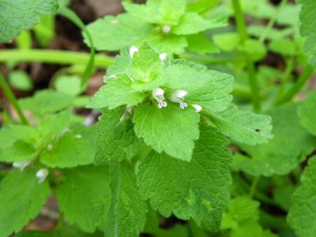 ヒメオドリコソウ