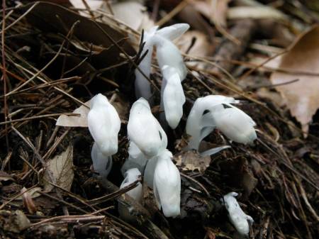 ギンリョウソウ