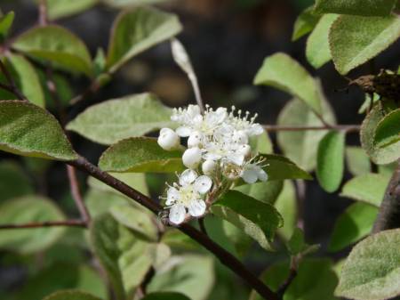 コバノガマズミ