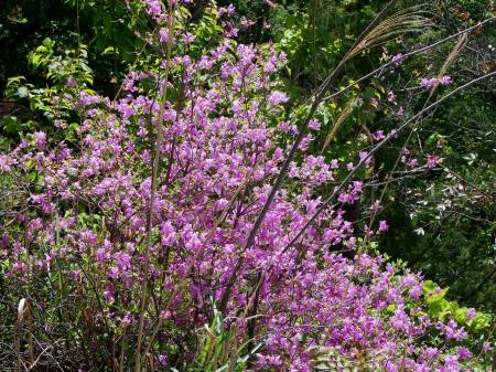 コバノミツバツツジ