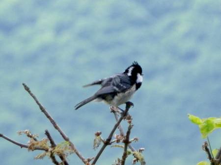 山頂で遊ぶヒガラ