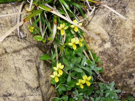 キバナノコマノツメ