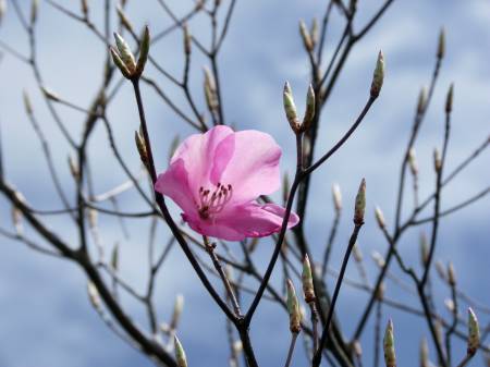 アケボノツツジ