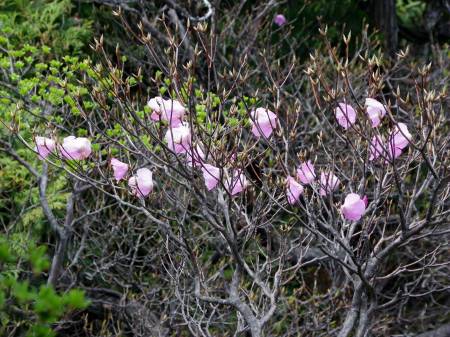 アケボノツツジ