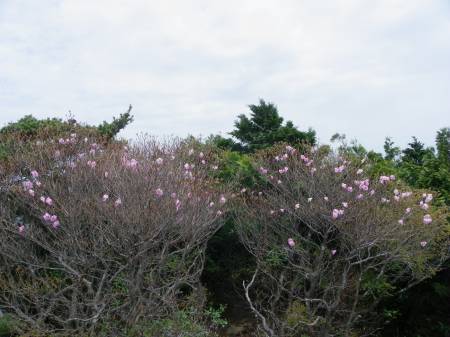 アケボノツツジ