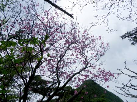 アケボノツツジ