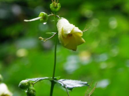 天涯の花、キレンゲショウマ