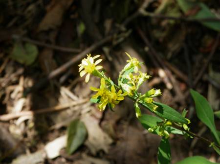 アキノキリンソウ