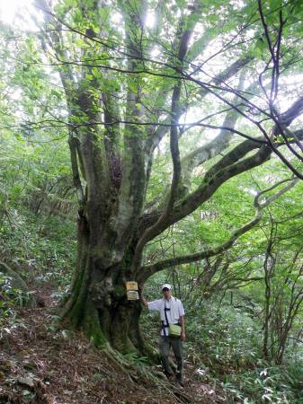峯太郎ブナ
