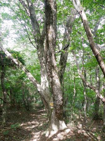 峯太郎ブナ