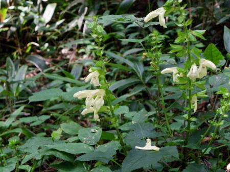 キバナアキギリ