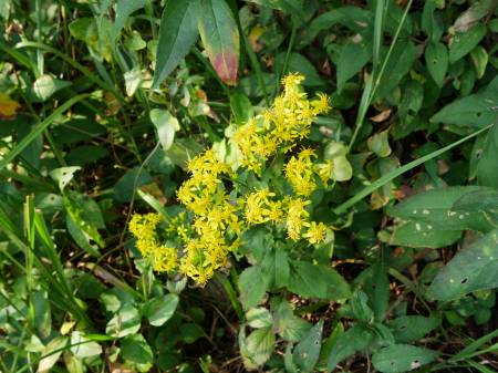 アキノキリンソウ