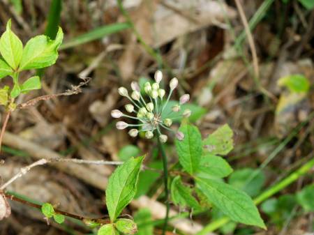 ヤマラッキョウ