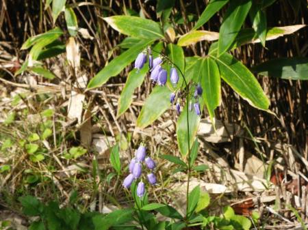 ツリガネニンジン