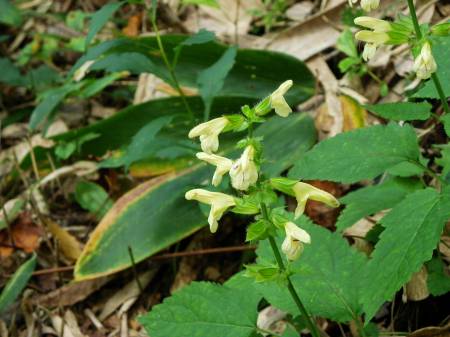 キバナアキギリ