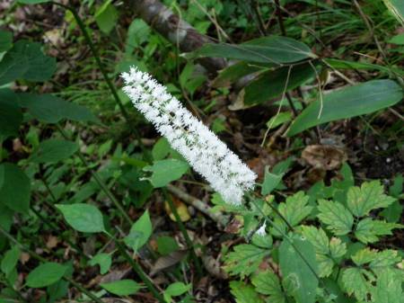 サラシナショウマ