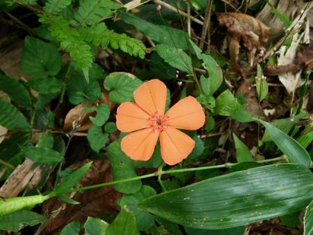 フシグロセンノウ