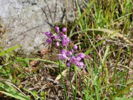 ヤマラッキョウ