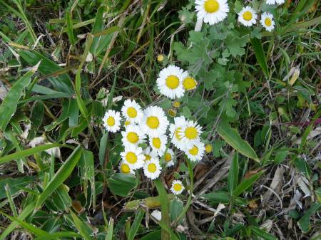 リュウノウギク