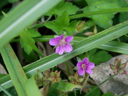 ゲンノショウコ