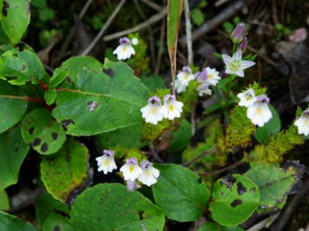 キュウシュウコゴメグサ