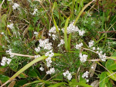 ホソバノヤマハハコ