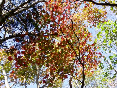 秋ネ！(古っ！)