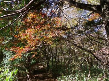 ハウチワカエデ