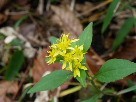 アキノキリンソウ