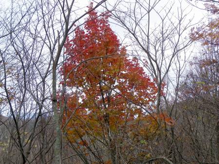 ウリハダカエデ