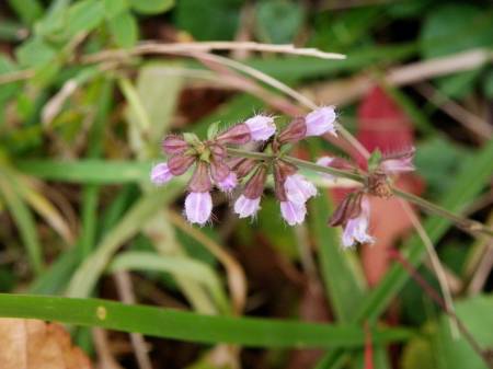 アキノタムラソウ