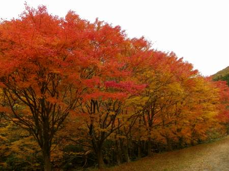 県民の森は紅葉真盛り
