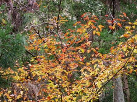 ウリハダカエデ