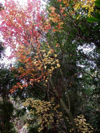 ウリハダカエデ