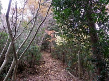 ウリハダカエデ